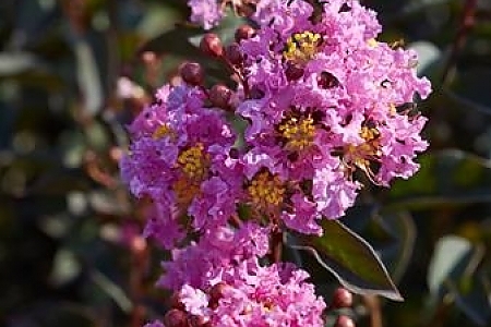 Lavender Lace