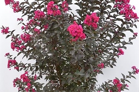 Mystic Magenta
