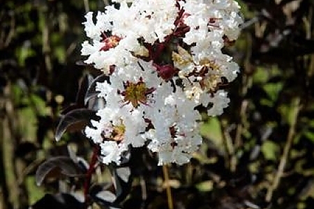 Pure White