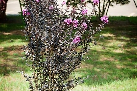 Purely Purple