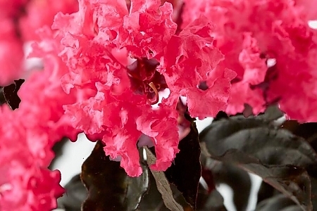 Shell Pink