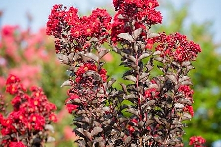 Best Red