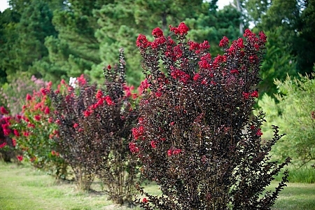 Crimson