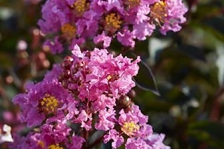Lavender Lace
