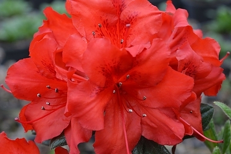 Red Tiara Deja Bloom Azalea