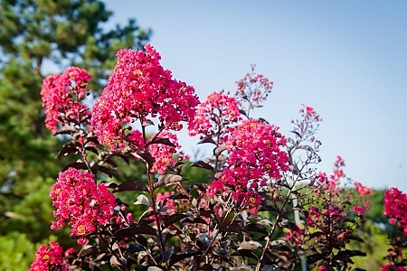 Magenta