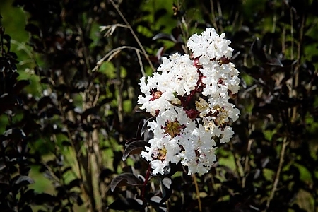 Pure White