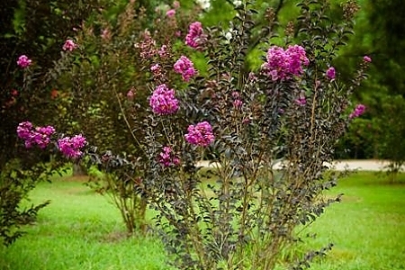 Purely Purple