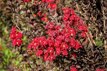Best Red
