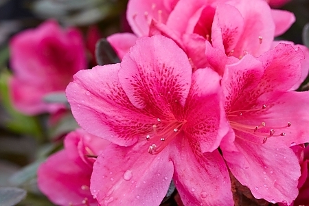 Pink Jewel Deja Bloom Azalea