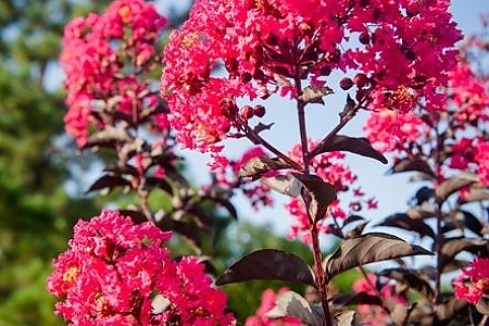Magenta