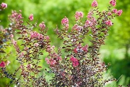 Shell Pink