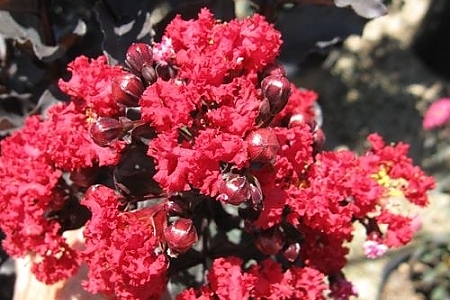 Best Red