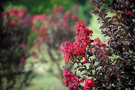 Crimson