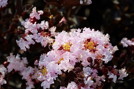 Blush Black Diamond<sup>®</sup>