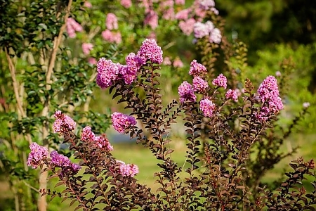 Lavender Lace