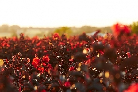 Black Diamond<sup>®</sup> Field Of Blooms