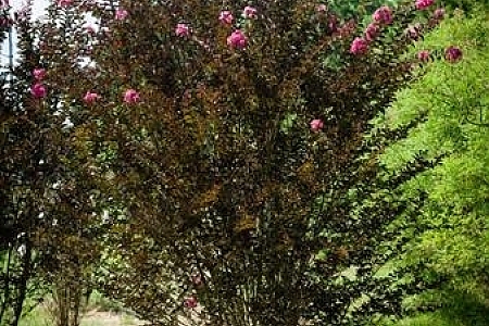 Shell Pink