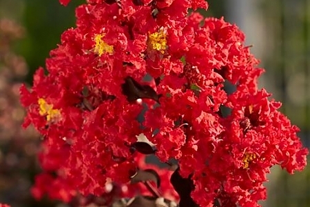 Best Red