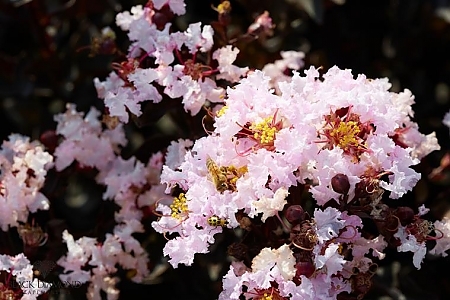 Blush With Bee