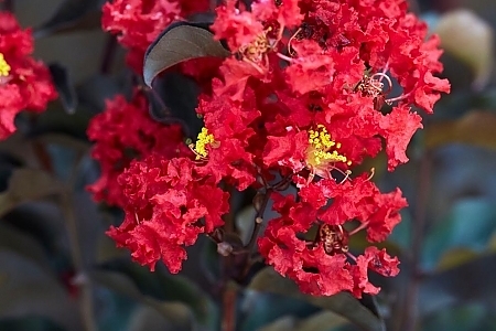 Crimson Red