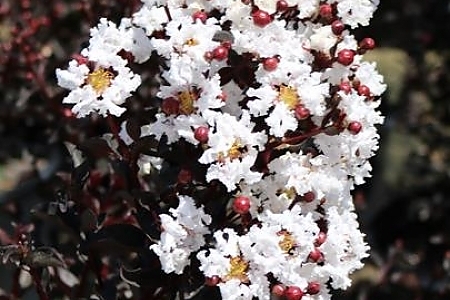 Pure White