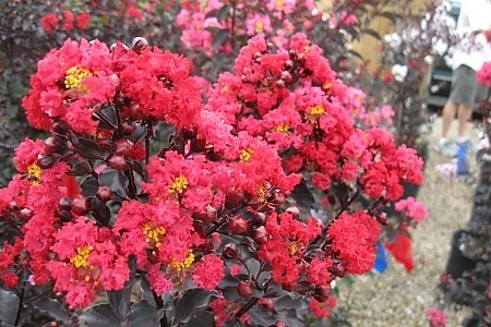 Best Red