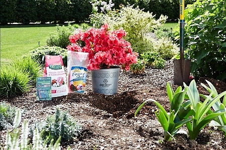 Deja Bloom Azaleas