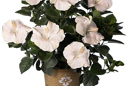  Earth Angel Hollywood Hibiscus<sup>®</sup>