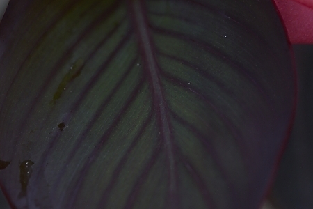 Flirtini™ppaf Foliage