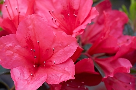  Fuschia Parasol™PP25769