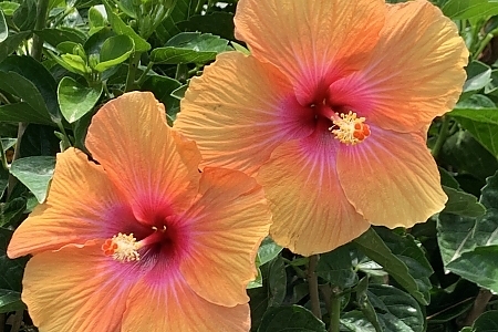 Gossip Queen Hollywood Hibiscus<sup>®</sup>