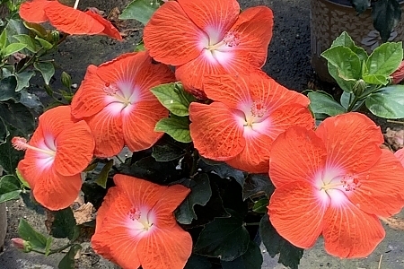 Heartbreaker Hollywood Hibiscus<sup>®</sup>