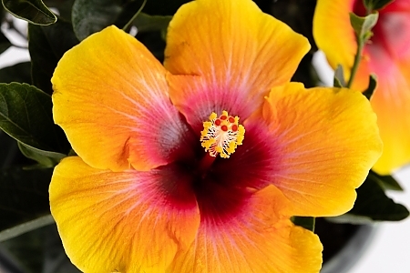 High_Res_Social_Butterfly_Blooms