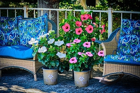 Hollywood_Hibiscus_Patio