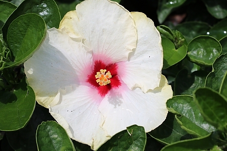 Drama Queen Hollywood Hibiscus<sup>®</sup>