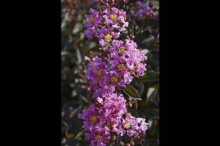 <span>Black Diamond<sup>®</sup> Crape Myrtles</span>