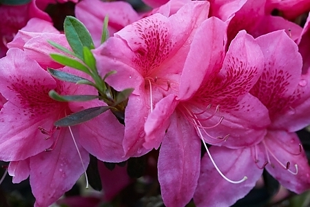  Orchid Showers™PP26883