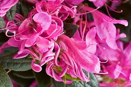  Pink Ribbons™PP25797