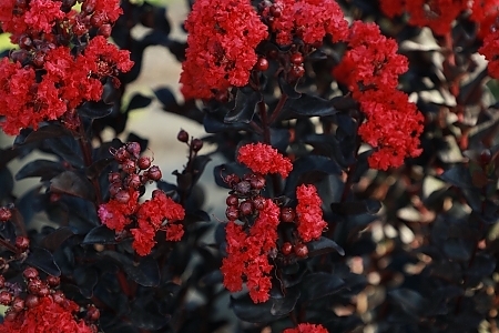 Radiant Red