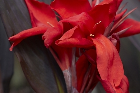 Cabana Canna