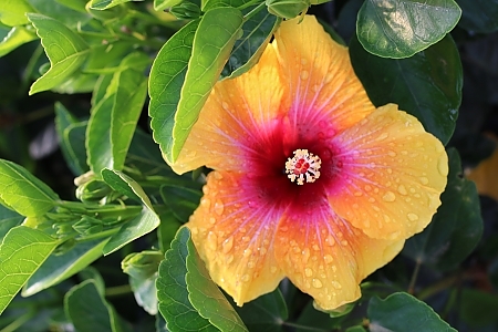 Social Butterfly Hollywood Hibiscus<sup>®</sup>