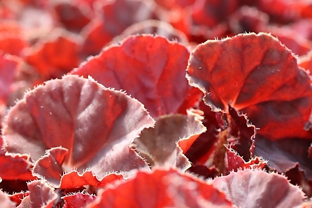 <span>Crown Jewel<sup>®</sup> Begonias<sup>™</sup></span>