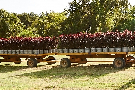 Black Diamond<sup>®</sup> Crape Myrtles Ready for Shipment