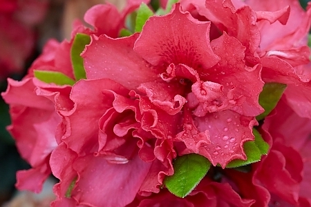 Cherry Pinata Deja Bloom Azalea