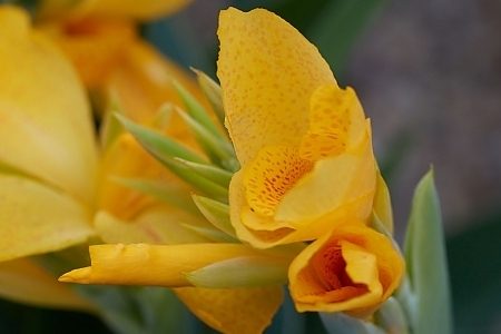 Electric Lemonade Cabana Canna Lily