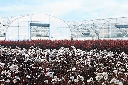 Black Diamond<sup>®</sup> Crape Myrtles Pure White & Red Hot