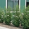 202505291947192_Hibiscus-White-Pillar-3_1