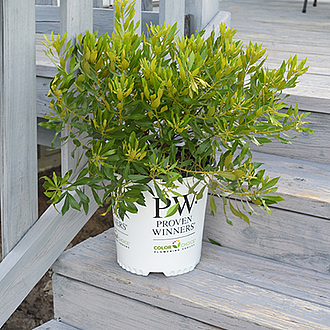 202510281601032_Bayside-Bonito