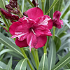202510281601033_Oleander-Ole--Main-profile-pic